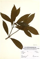 藏品(林氏木薑子)的圖片